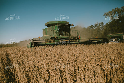 Combine Cutting Soybeans 5233
