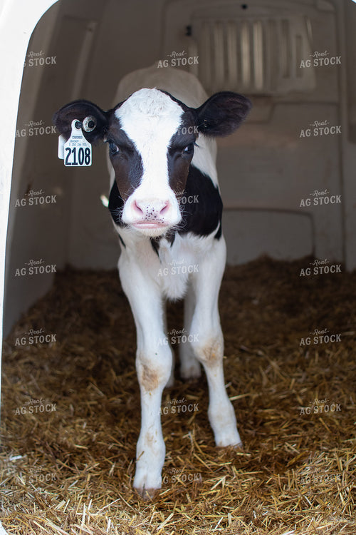 Holstein Calf in Hutch  50359