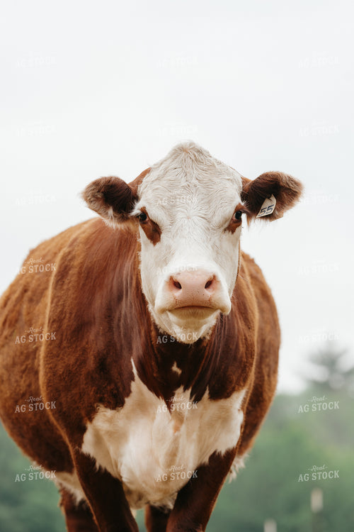Hereford Cattle on Pasture 68169