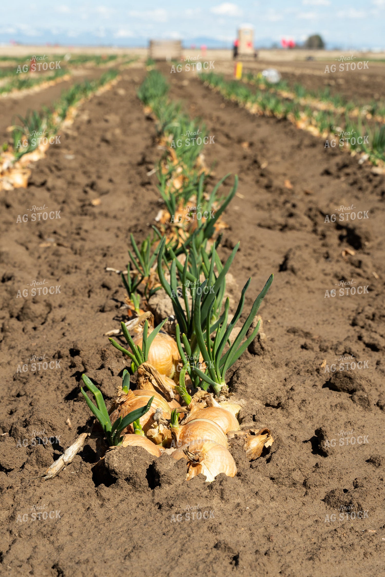 Onion Field 65659