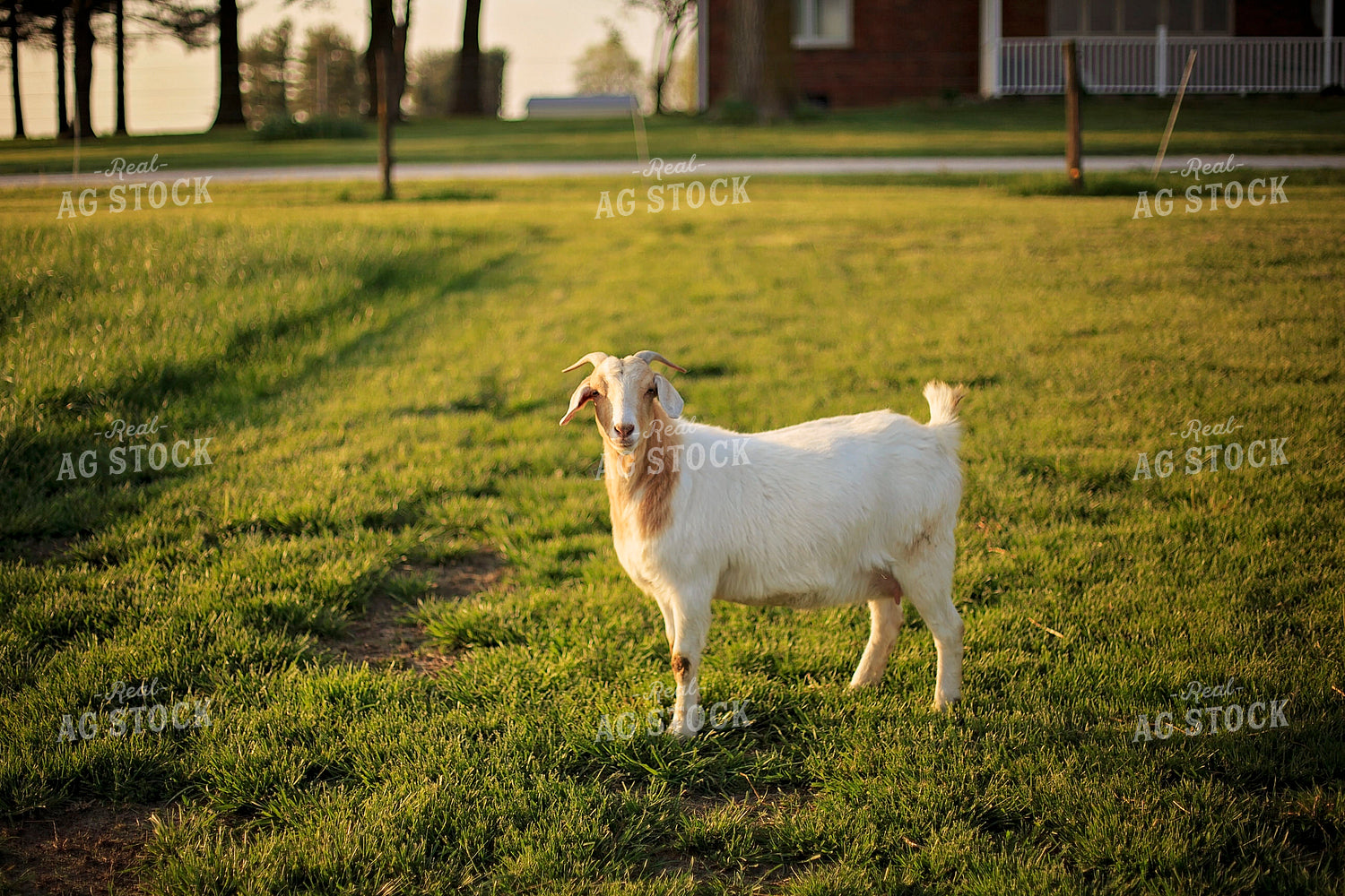 Goat in Farmyard 93132
