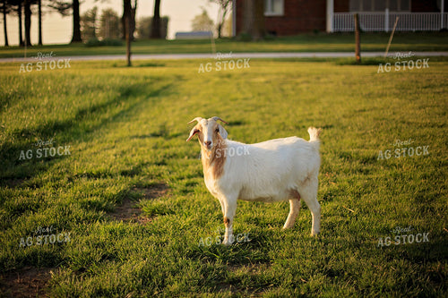 Goat in Farmyard 93132