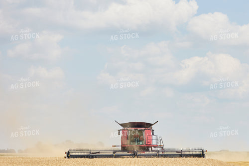 Combine Harvester in Wheat Field 216018