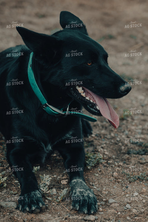 Ranch Dog 58167