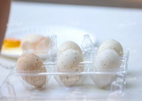Showing Eggs 160137