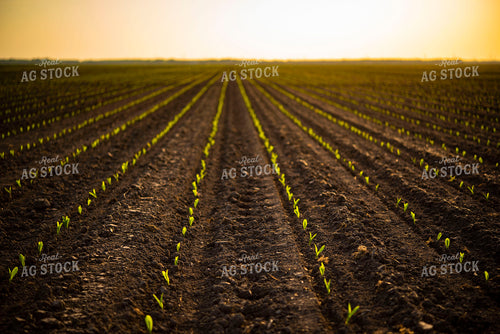 Corn Emerges from Ground 136007