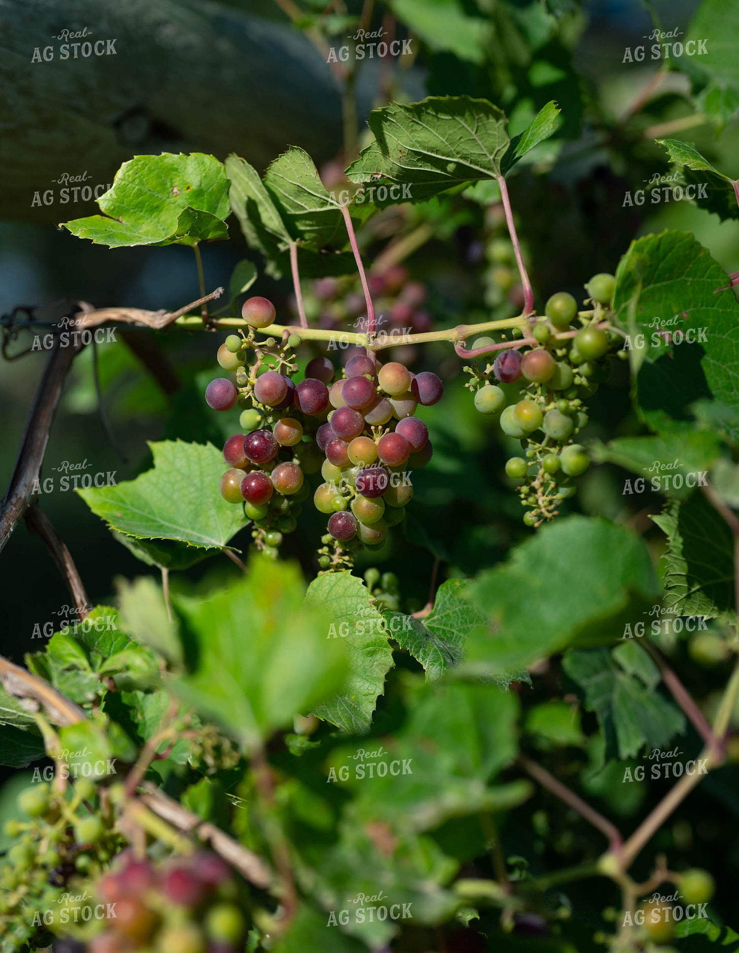 Grapes 185096