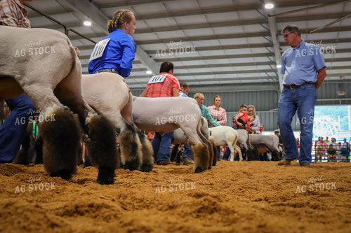 4H Kid Showing Sheep 52179