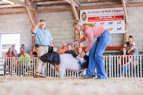 Showing Pigs 116016