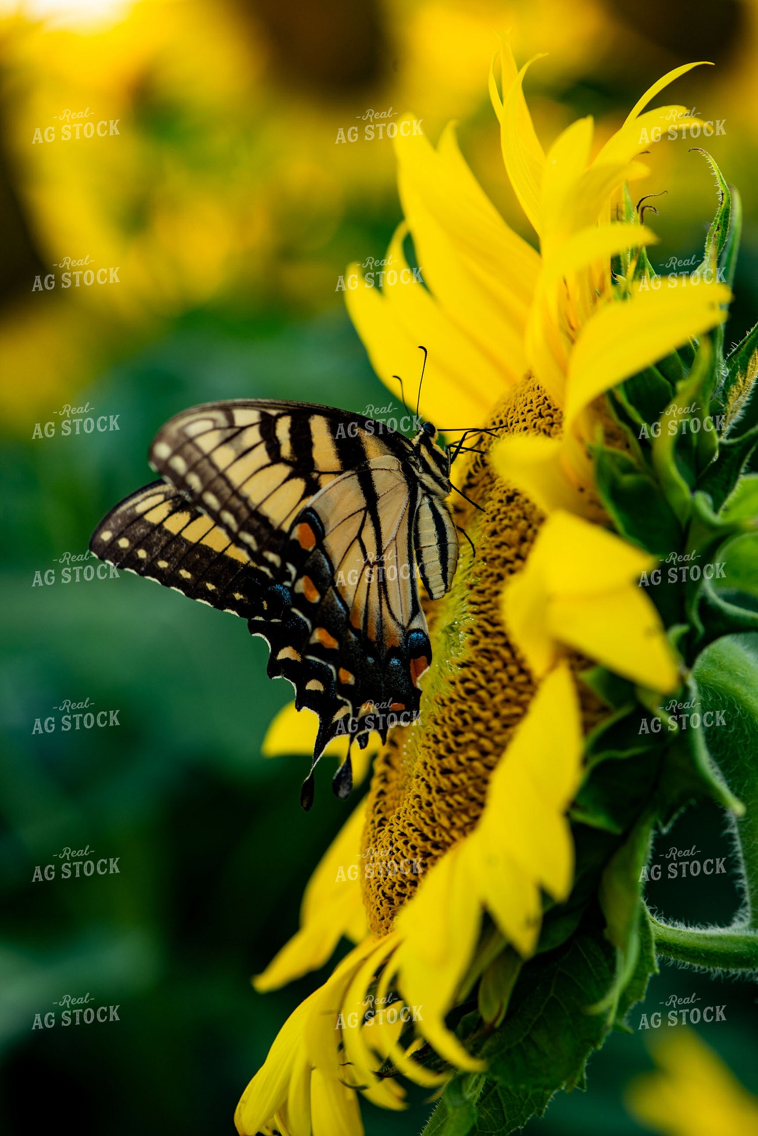 Butterfly on Sunflower 136086