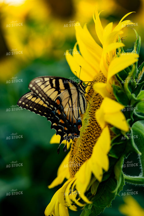 Butterfly on Sunflower 136086