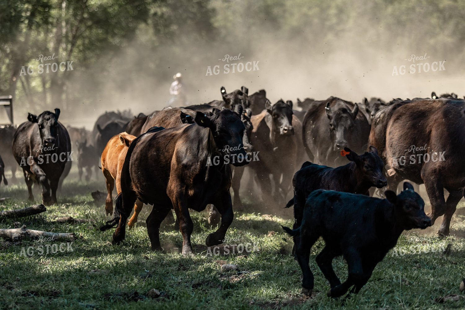 Rancher Herding Cattle 188097