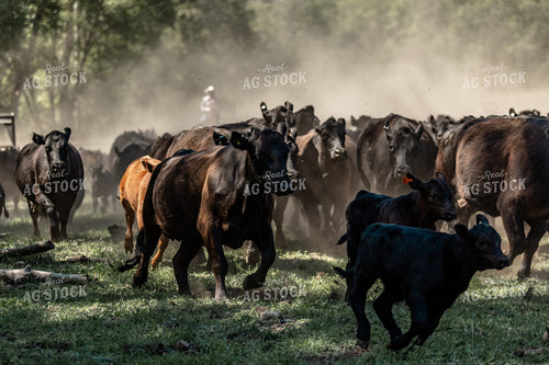 Rancher Herding Cattle 188097