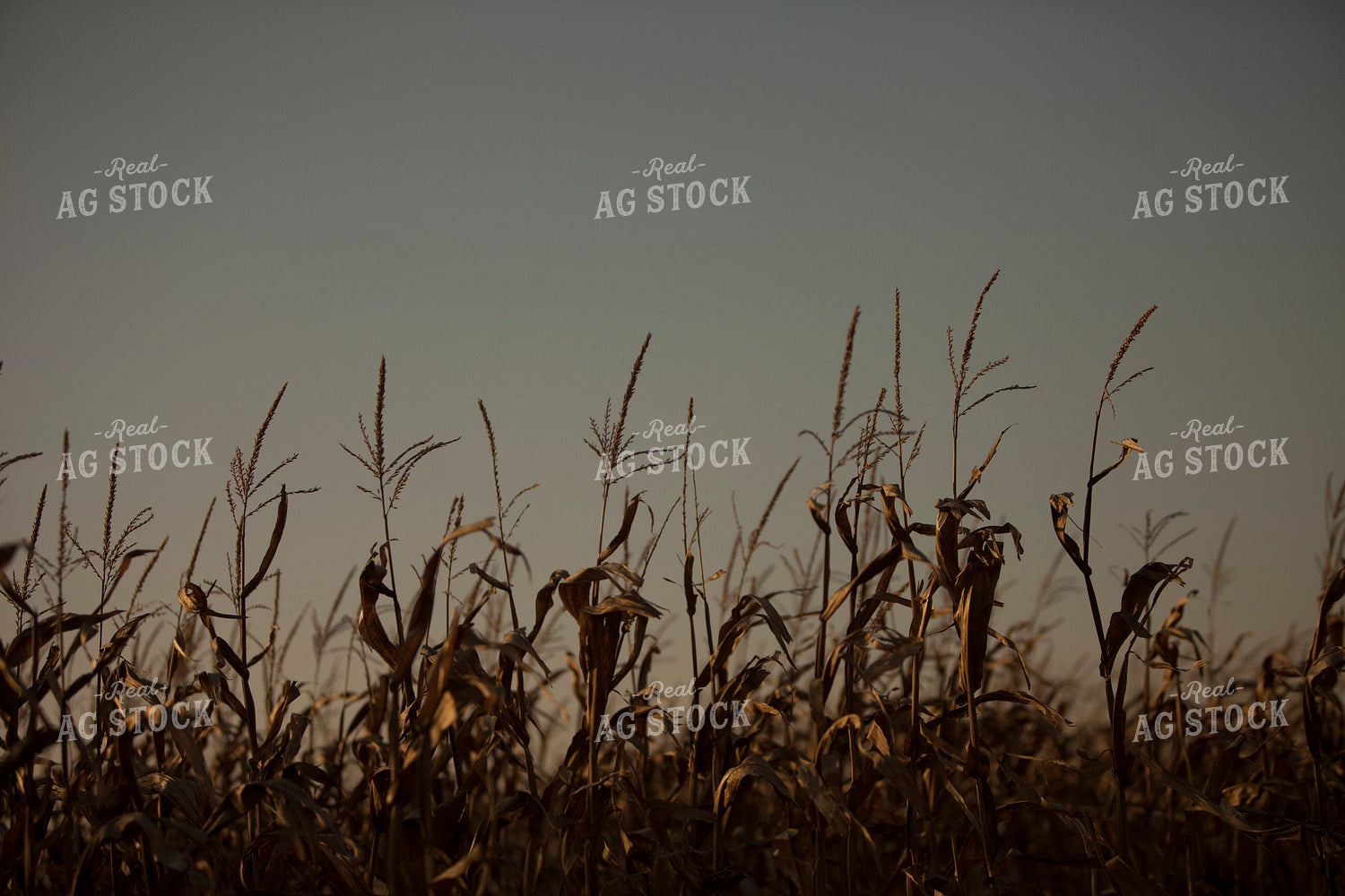 Corn - Dry 1335