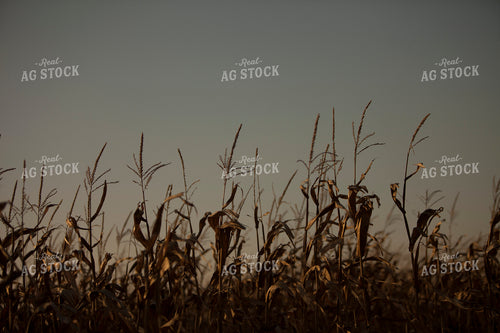 Corn - Dry 1335