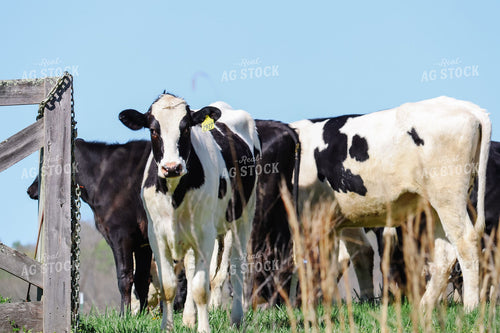 Holstein Cattle Near Wooden Gate in Pasture 412007