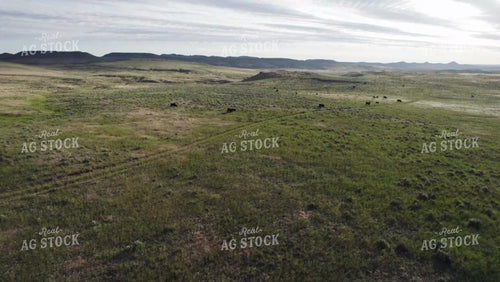 Cattle in Wyoming Pasture Drone 92043