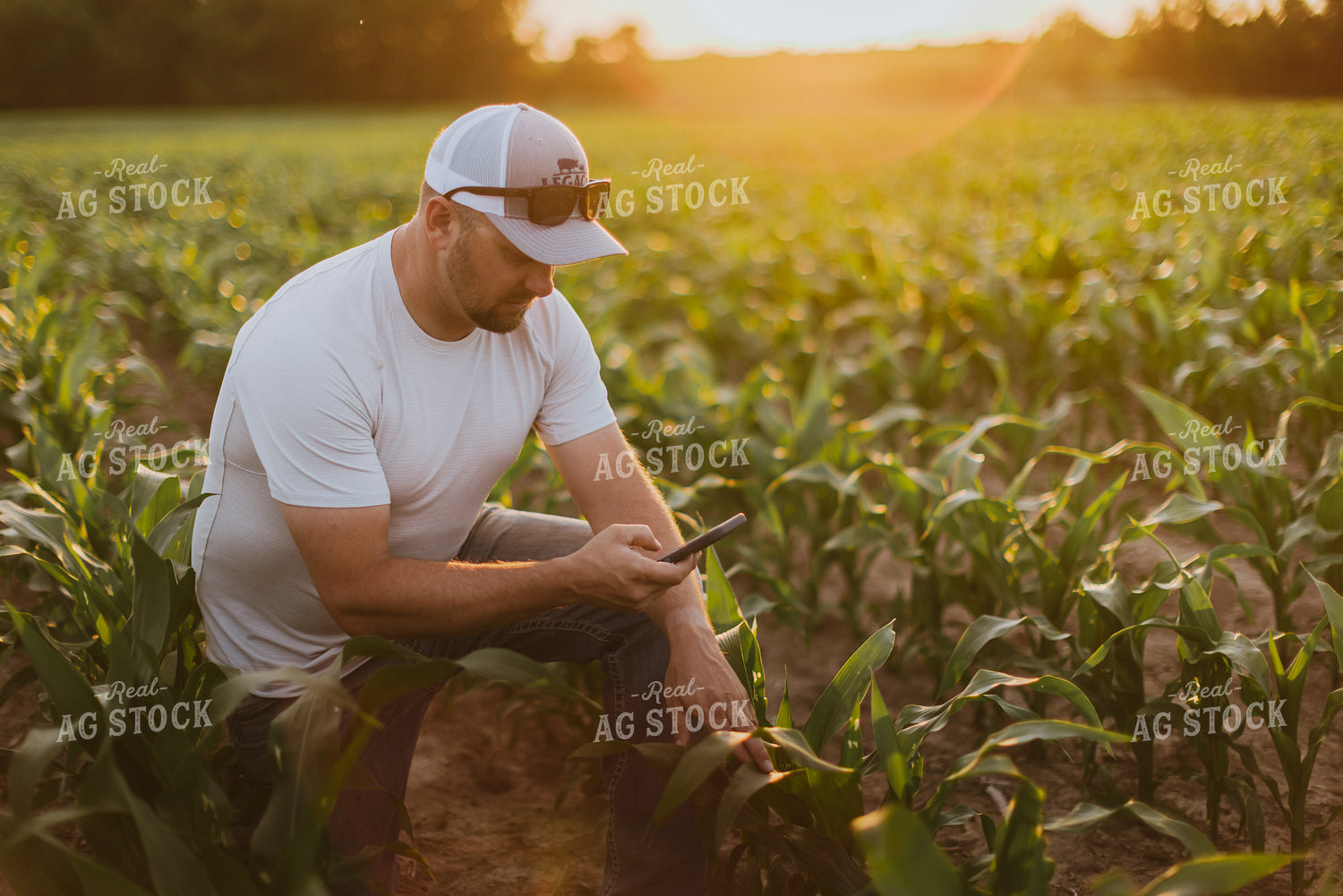 Farmer Taking Picture of Corn with Phone 8829