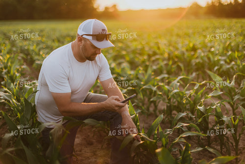 Farmer Taking Picture of Corn with Phone 8829