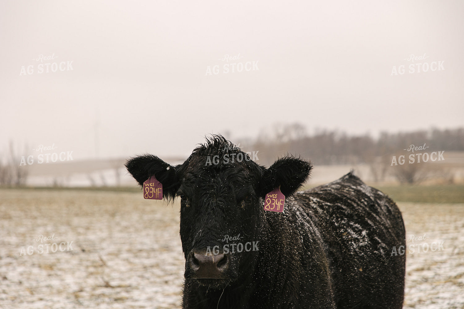 Angus Cattle in Winter 70093