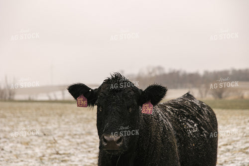 Angus Cattle in Winter 70093