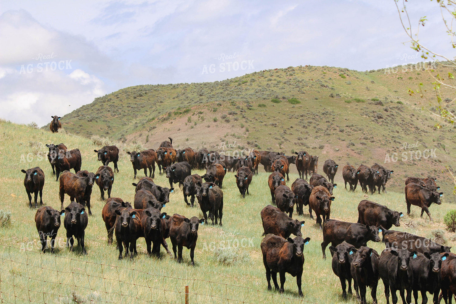 Cattle on Hilly Pasture 63064