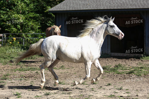 Horse 165011