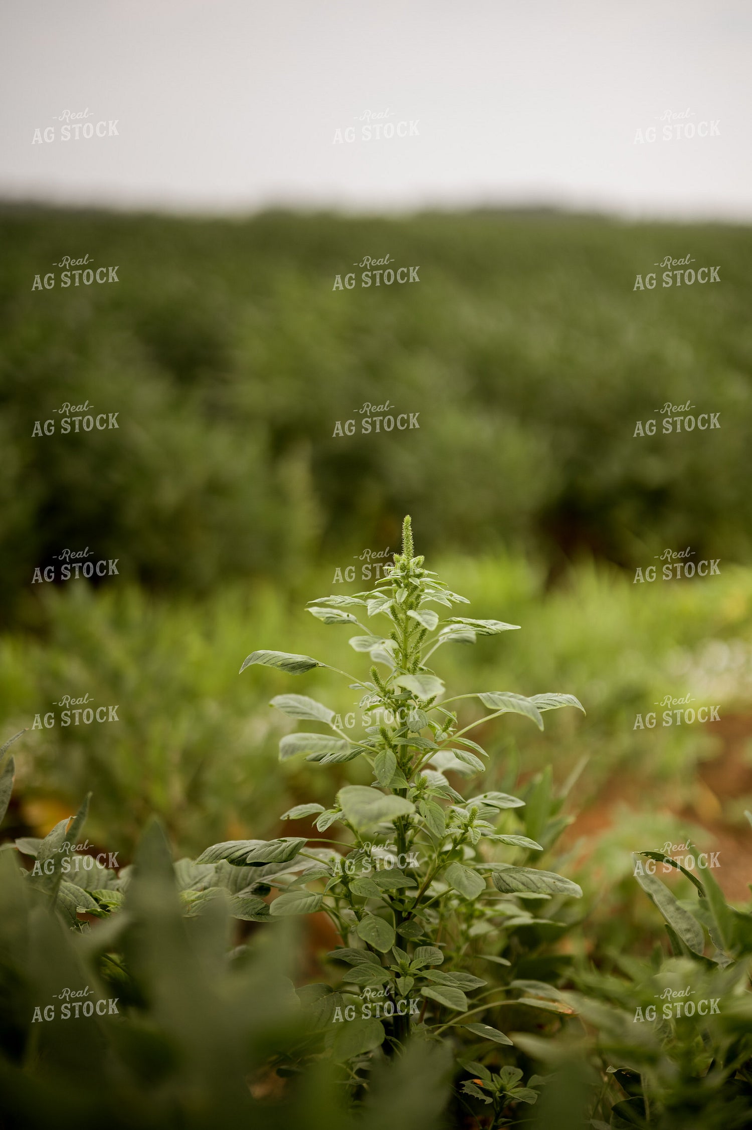 Pigweed 125165