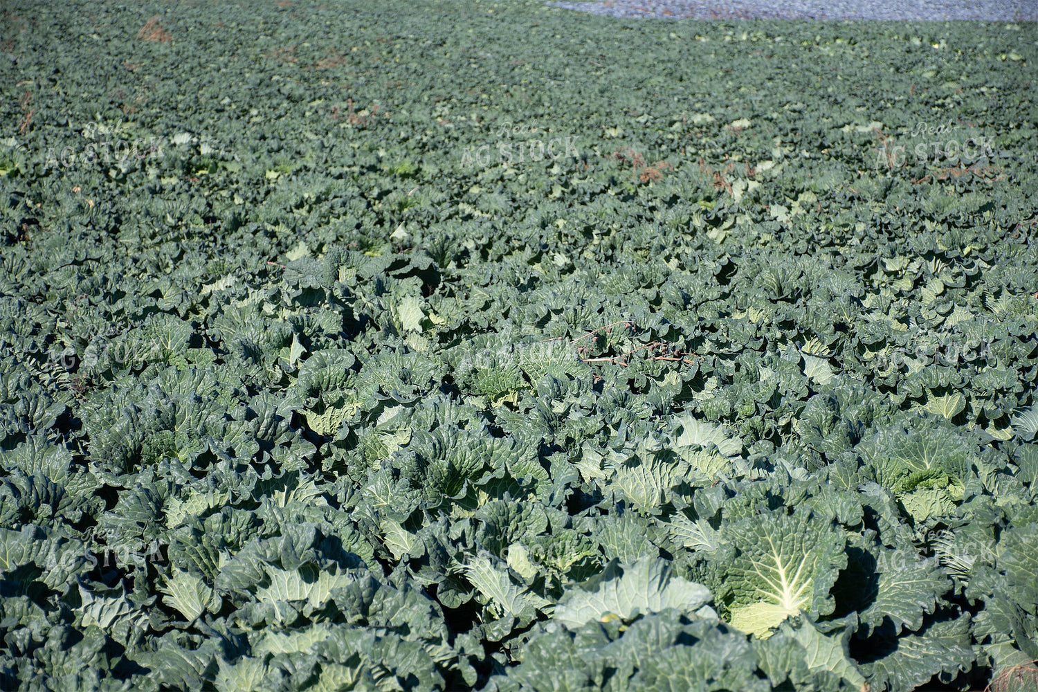 Cabbage Field 50179