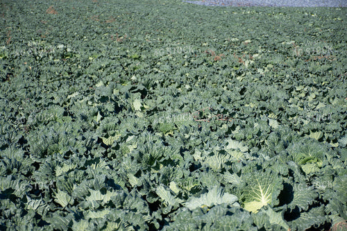 Cabbage Field 50179