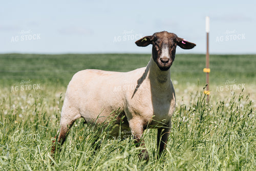 Sheep in Pasture 68073