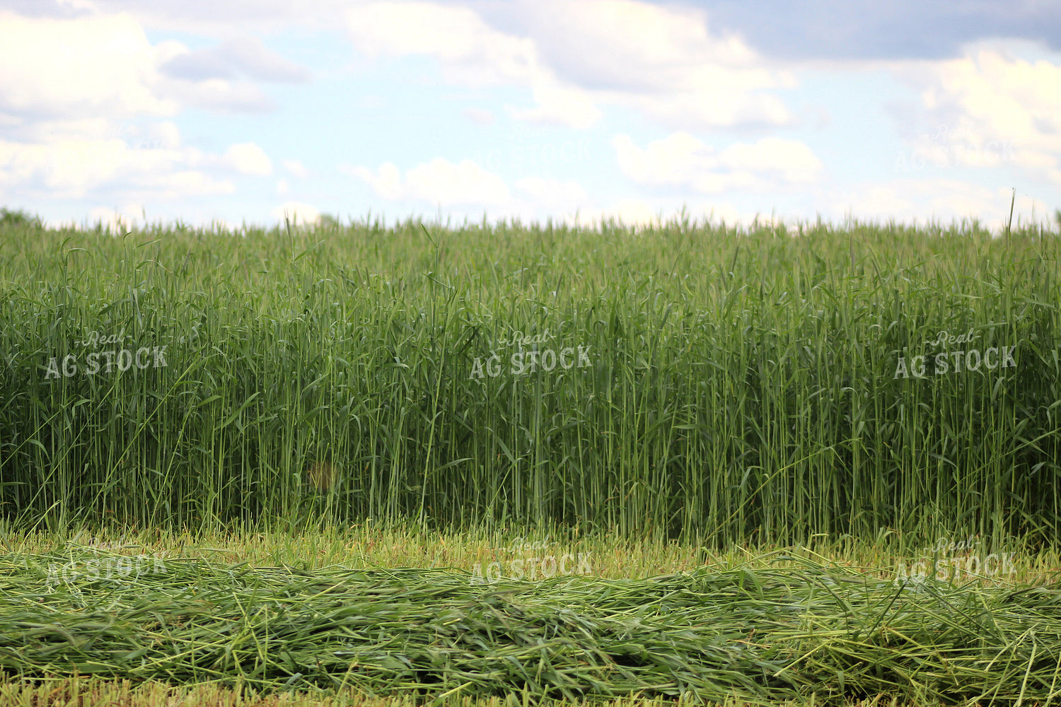 Cut Rye 141138