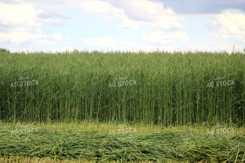 Cut Rye 141138