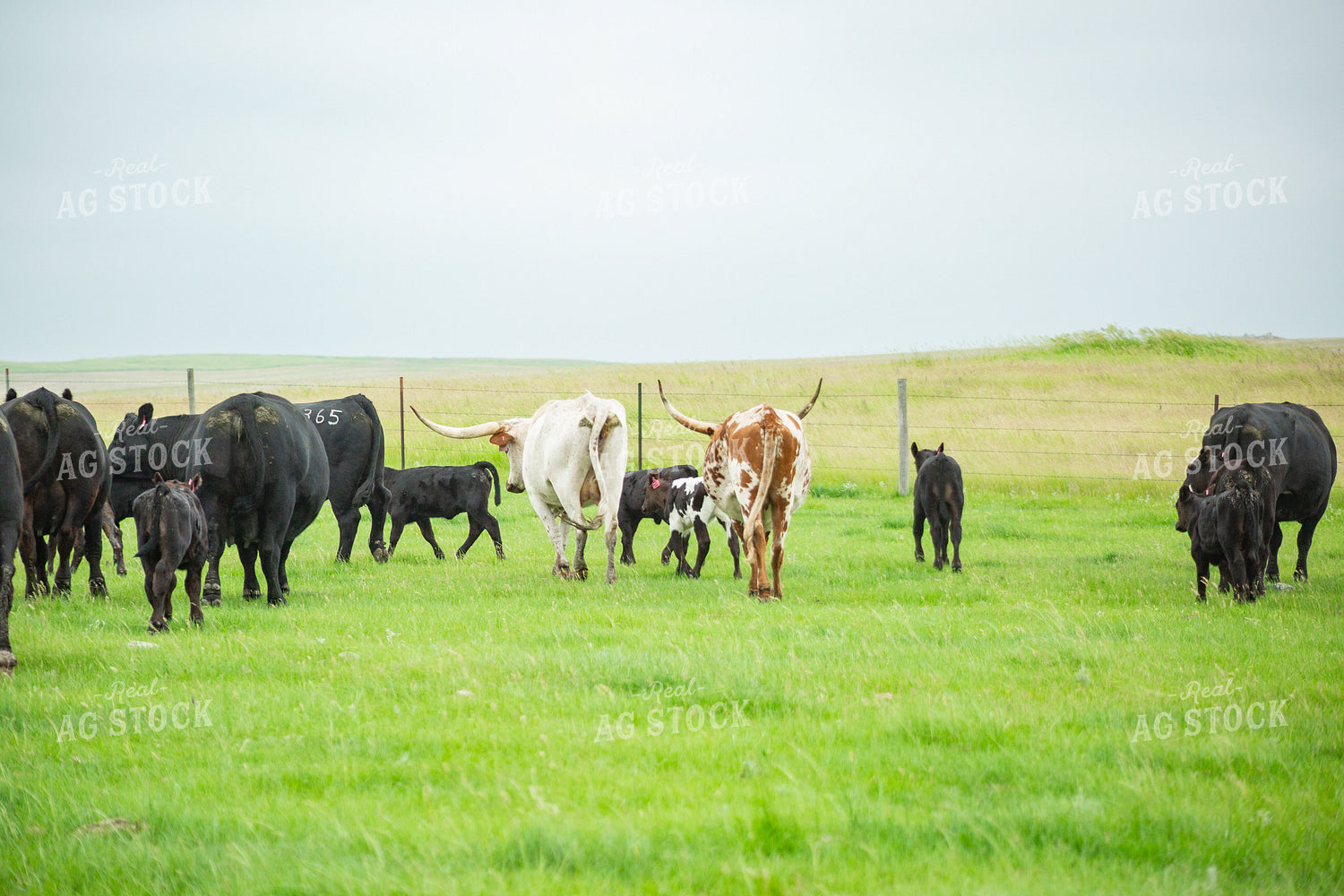 Cattle on Pasture 155635