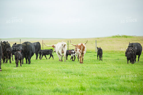 Cattle on Pasture 155635