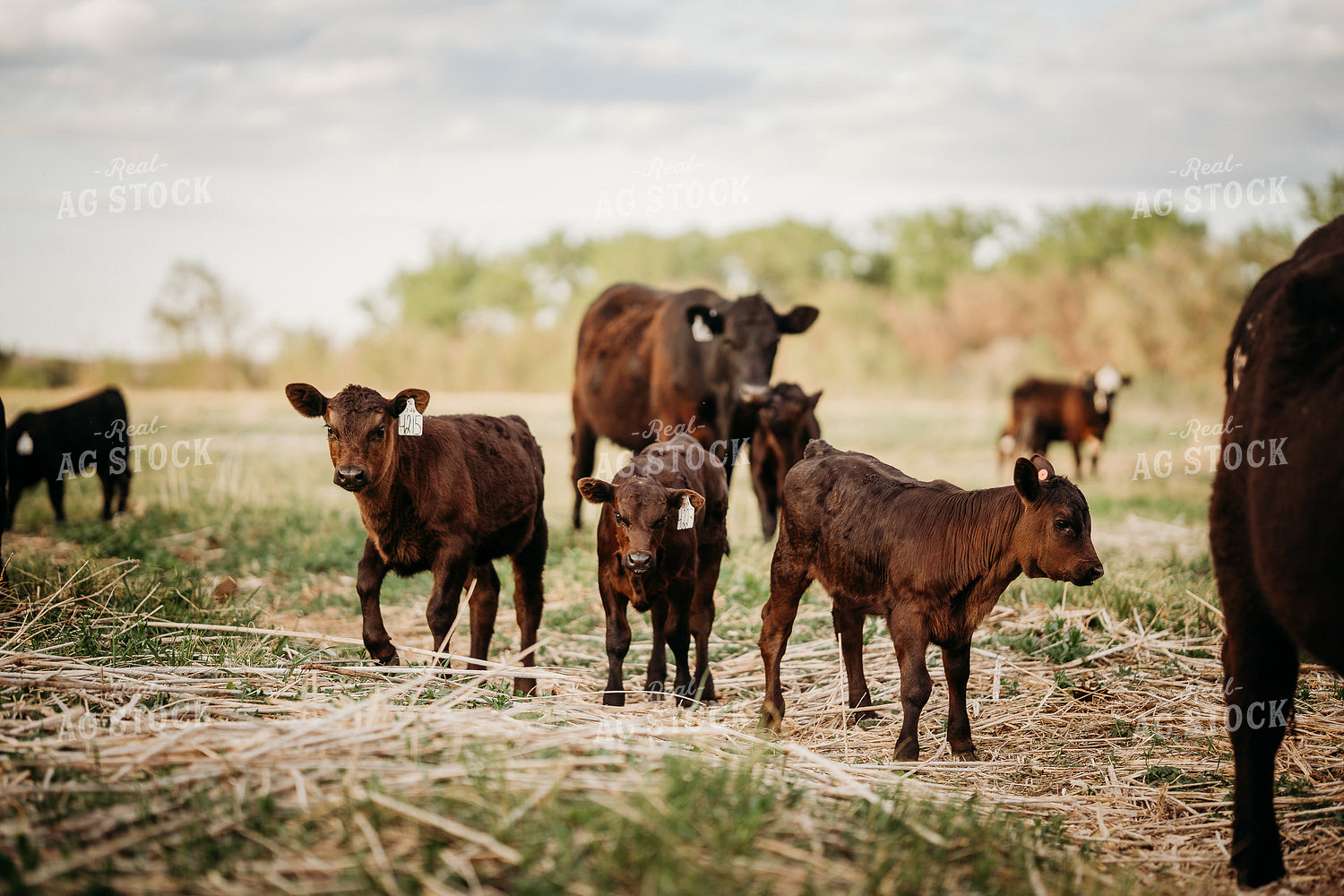 Calves on Pasture 196302