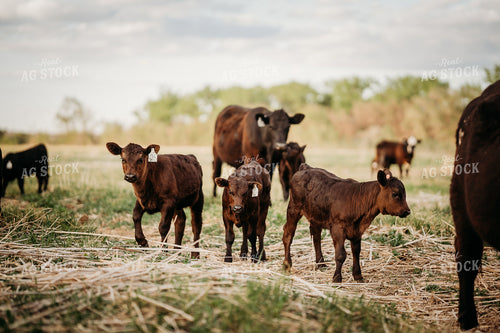 Calves on Pasture 196302