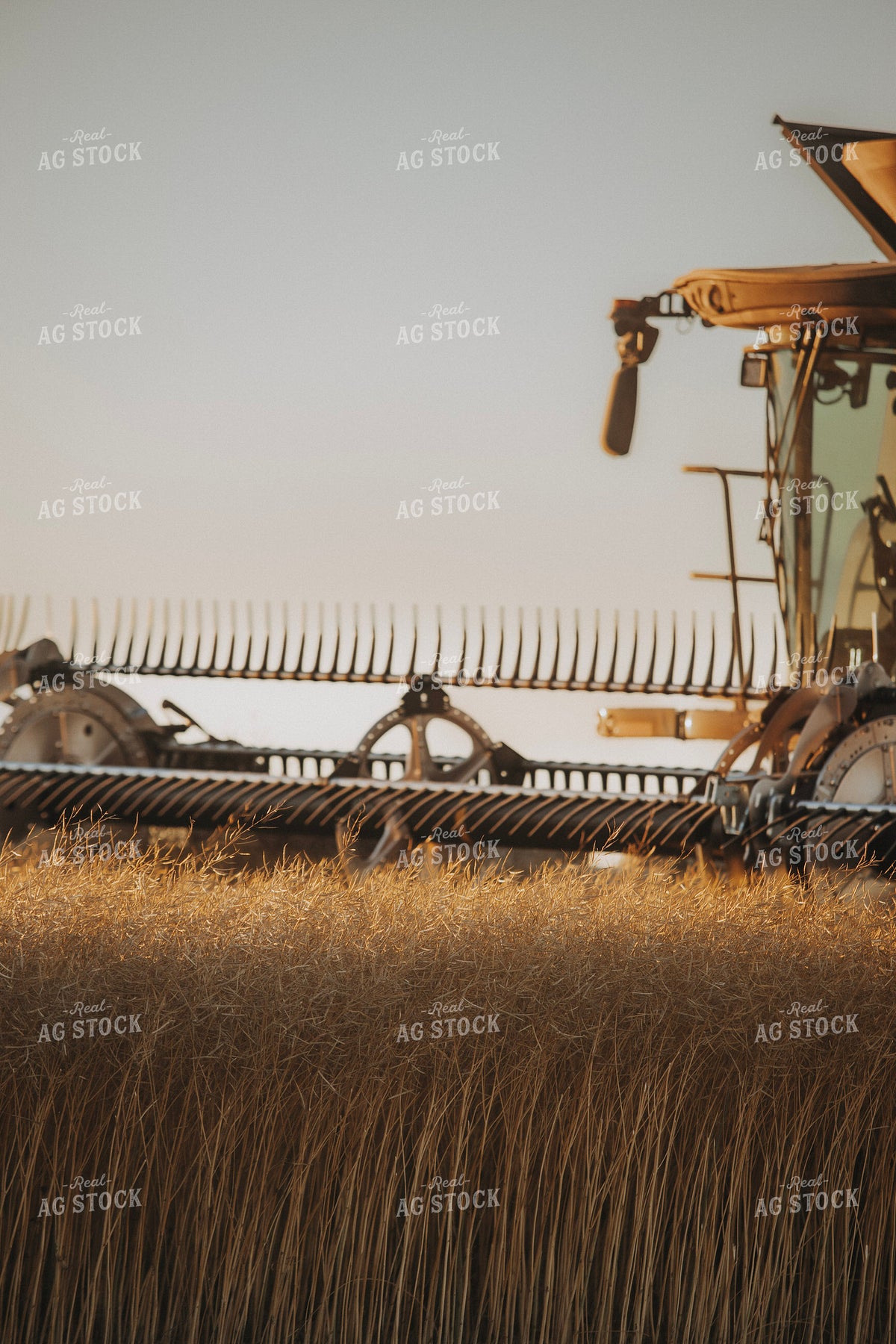 Canola Harvest 187421