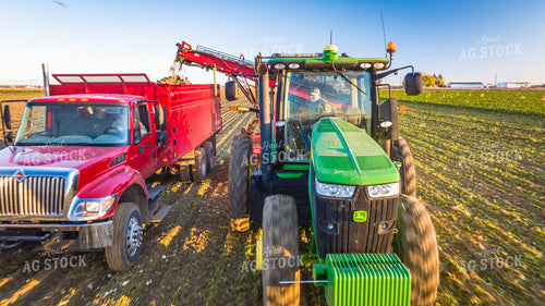 Sugar Beet Harvest 56561