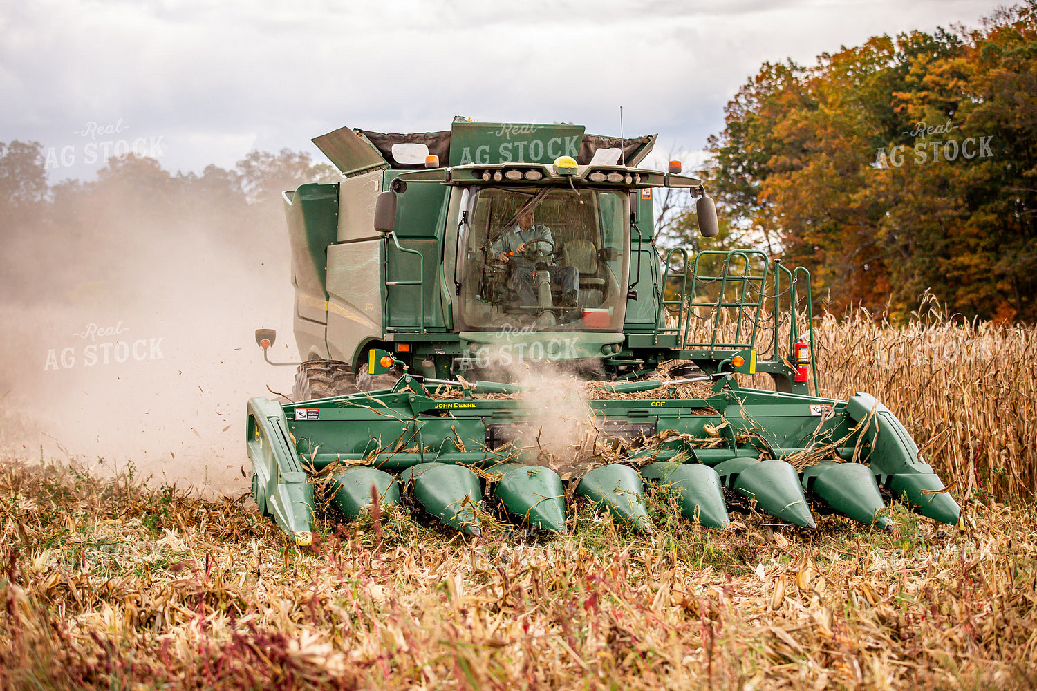 Corn Harvest 270642