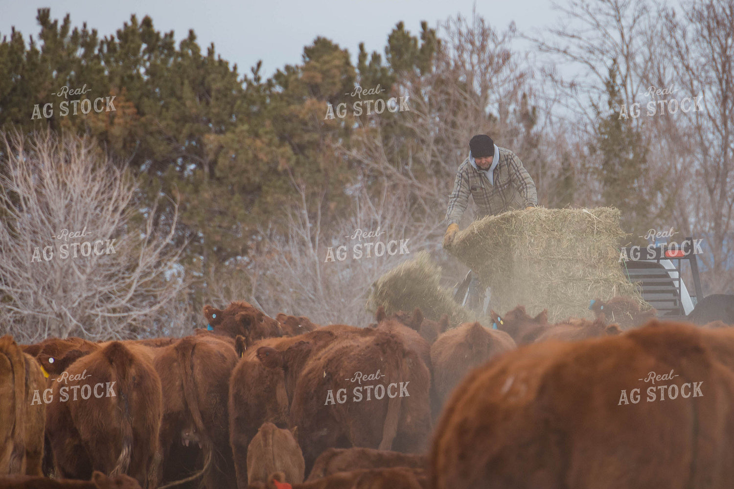 Farmer Unloading Hay for Cattle 97138