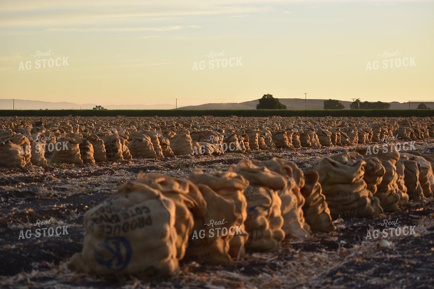 Onion Harvest 144011