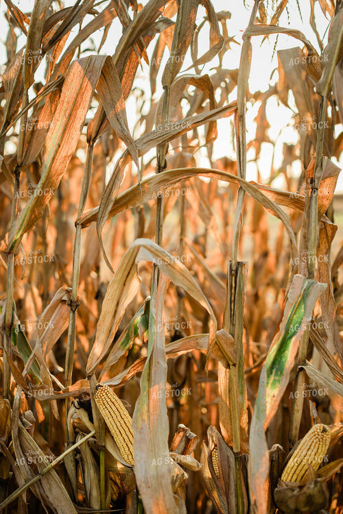 Dried Corn Stalks 8299