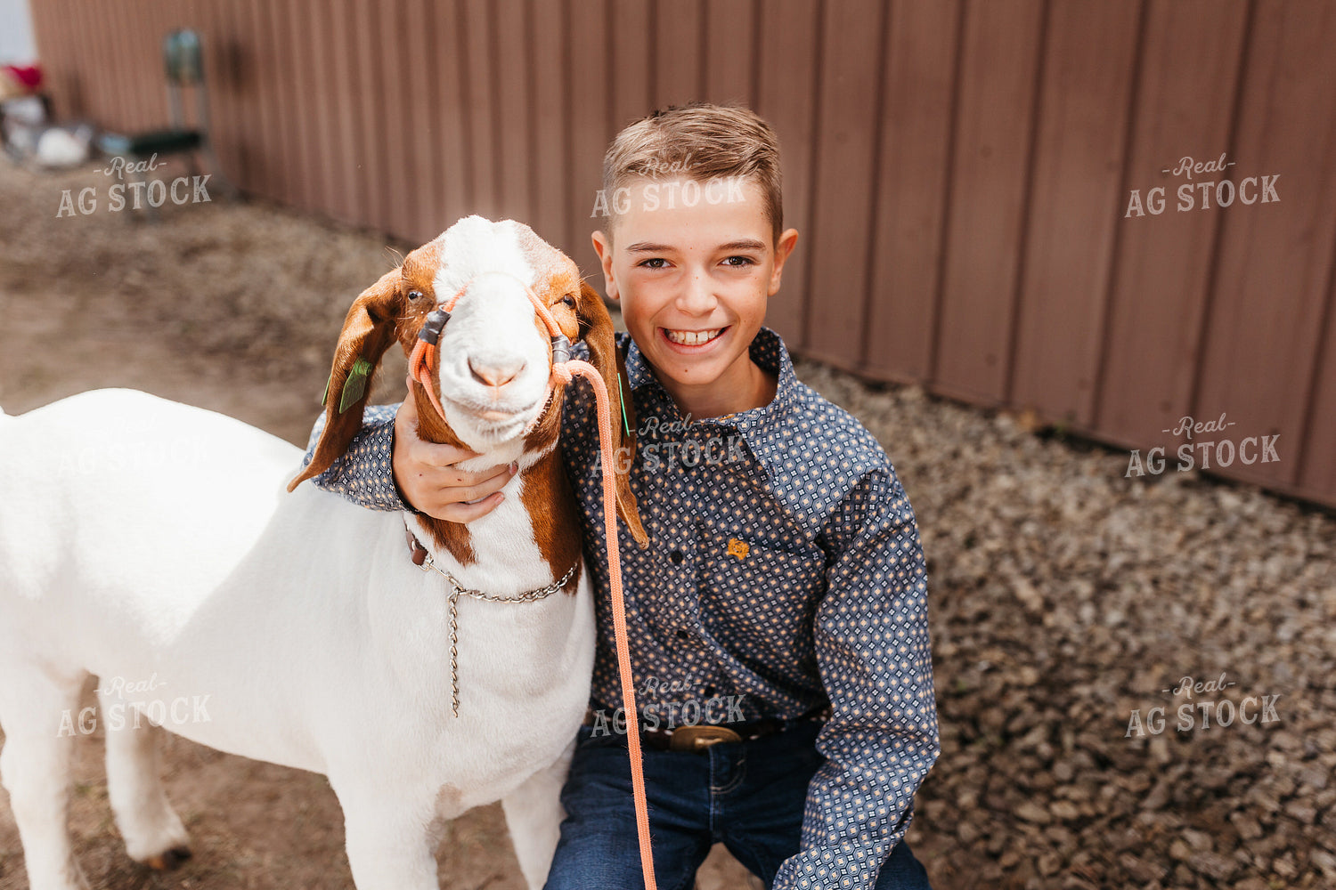 Showing Goats 174028