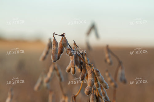 Soybean Plant 79038