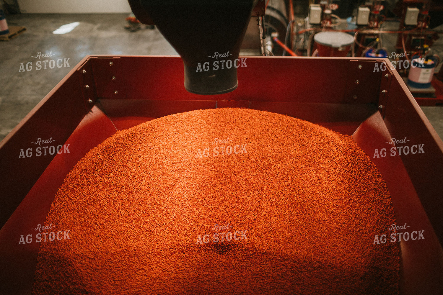 Treated Soybeans Coming out of Seed Treater 5285