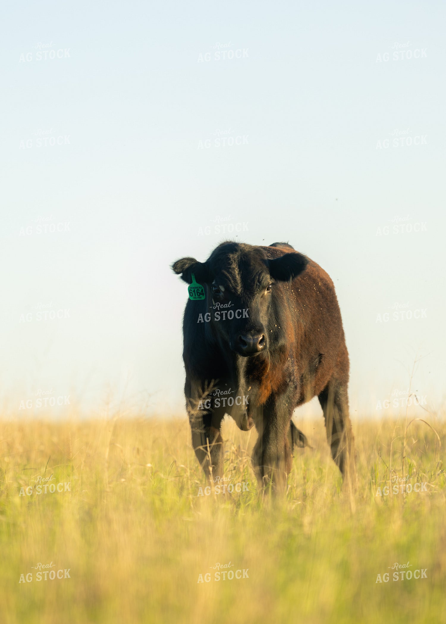 Cattle on Pasture 264036