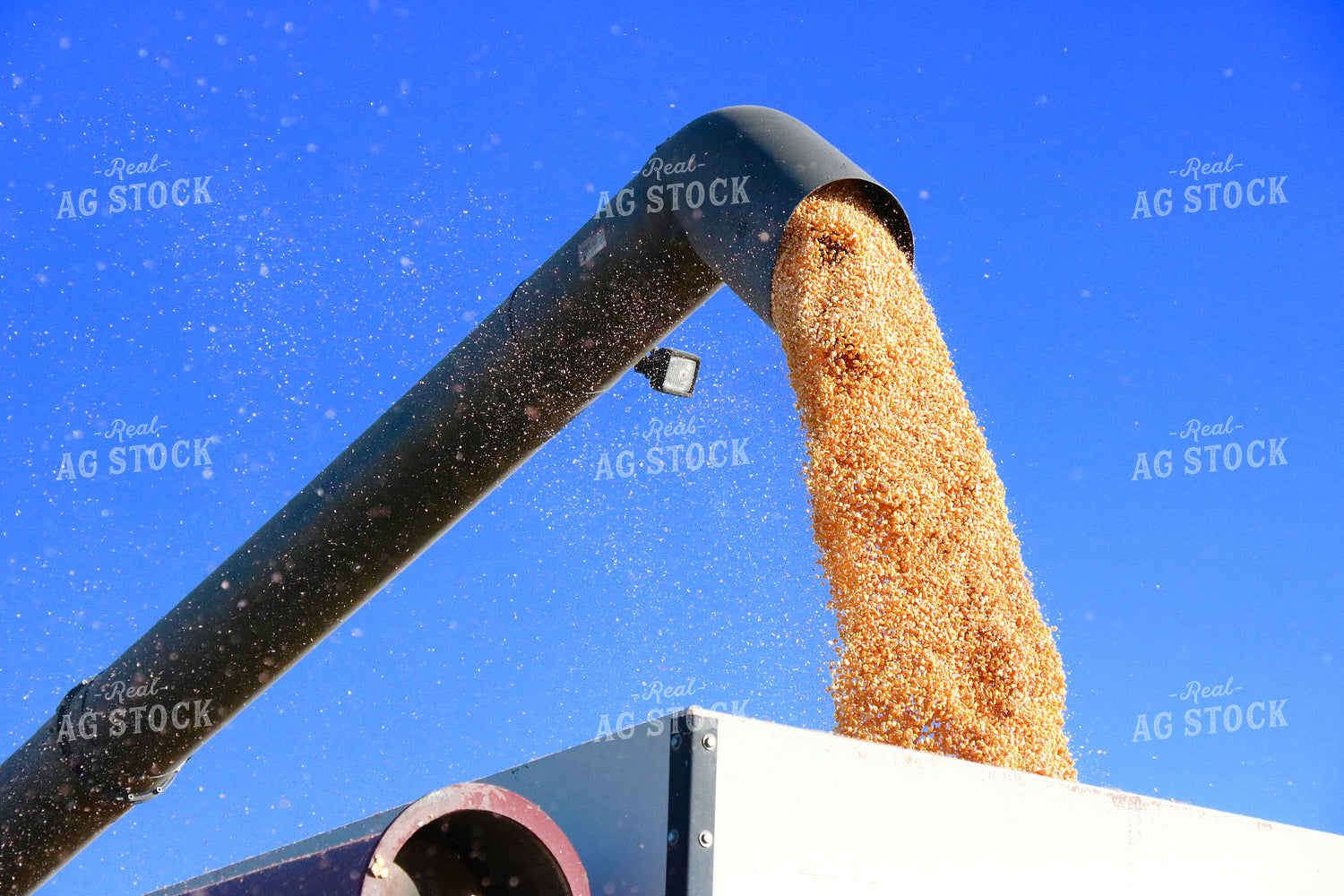 Unloading Harvested Corn 299216