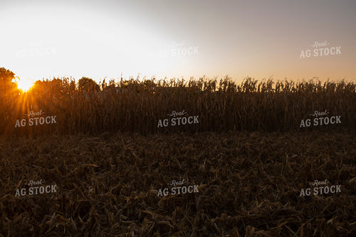 Harvest 2545