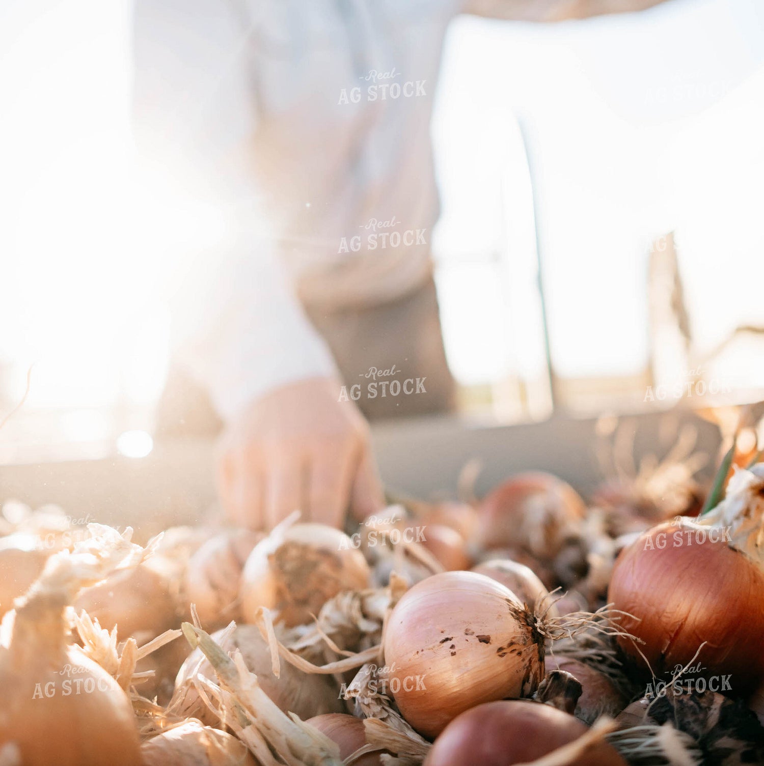 Onion Harvest 56735
